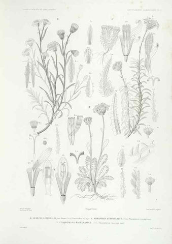Reproducción/Reproduction 43584032095: Botanique /. Paris :Gide et Cie,1845-1853.. 