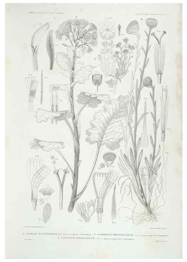 Reproducción/Reproduction 44493416691: Botanique /. Paris :Gide et Cie,1845-1853.. 