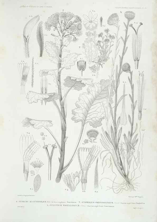 Reproducción/Reproduction 44493416691: Botanique /. Paris :Gide et Cie,1845-1853.. 