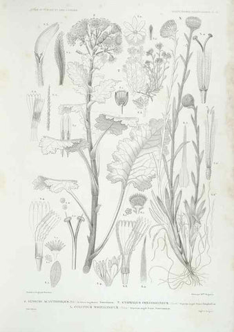 Reproducción/Reproduction 44493416691: Botanique /. Paris :Gide et Cie,1845-1853.. 