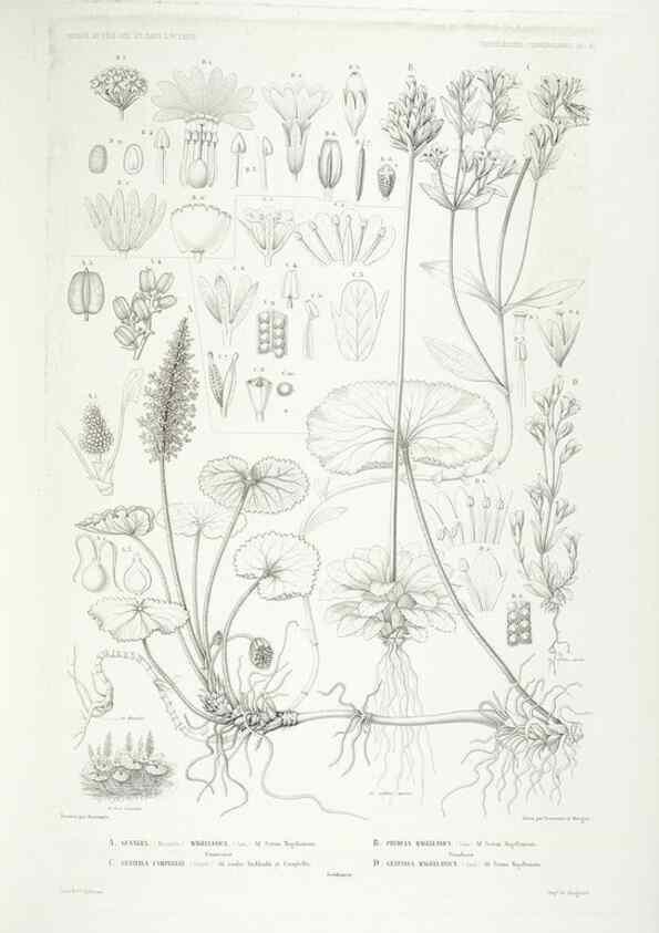 Reproducción/Reproduction 30623887618: Botanique /. Paris :Gide et Cie,1845-1853.. 