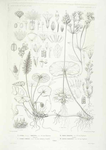 Reproducción/Reproduction 30623887618: Botanique /. Paris :Gide et Cie,1845-1853.. 