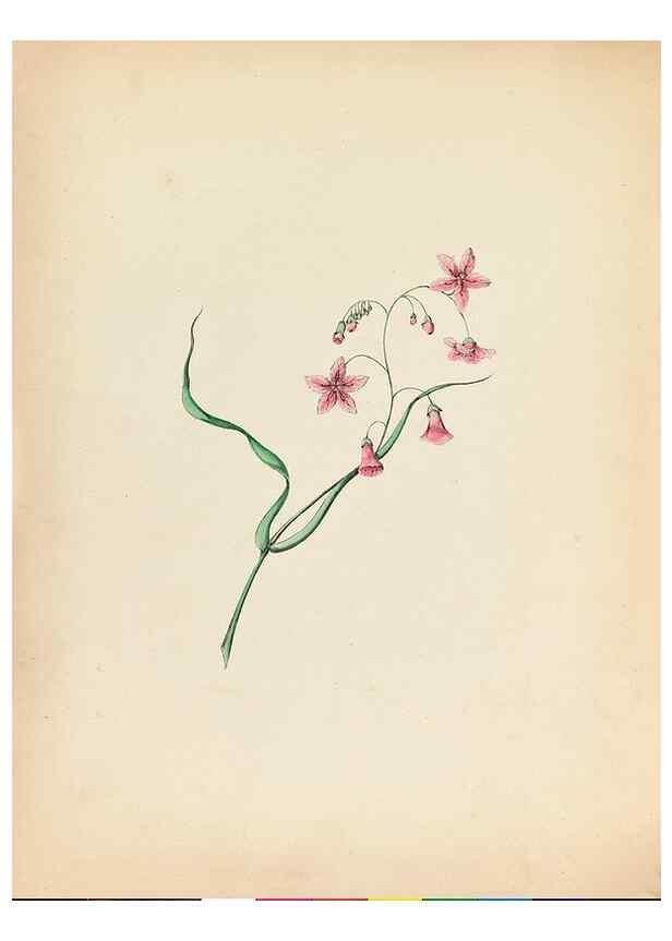 Reproducción/Reproduction 45796358112: Wild flowers drawn and colored from nature.. New York,1859.. 