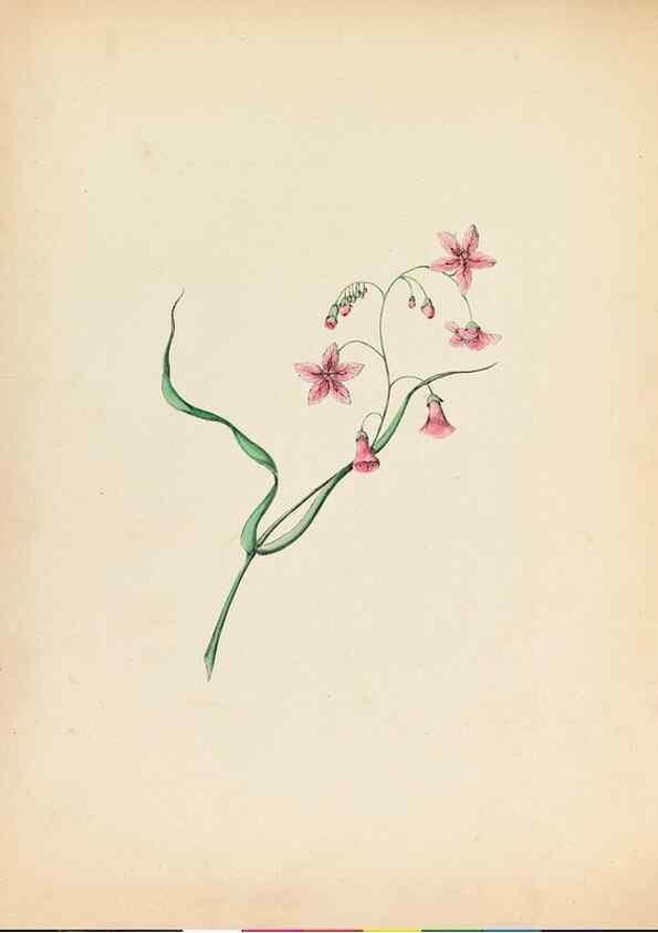 Reproducción/Reproduction 45796358112: Wild flowers drawn and colored from nature.. New York,1859.. 