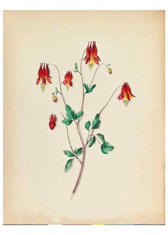 Reproducción/Reproduction 44028906400: Wild flowers drawn and colored from nature.. New York,1859.. 