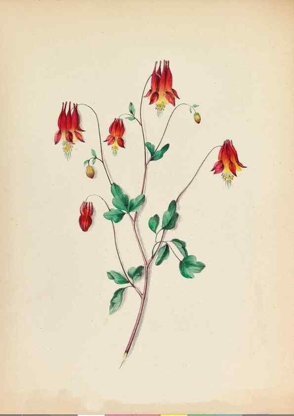 Reproducción/Reproduction 44028906400: Wild flowers drawn and colored from nature.. New York,1859.. 