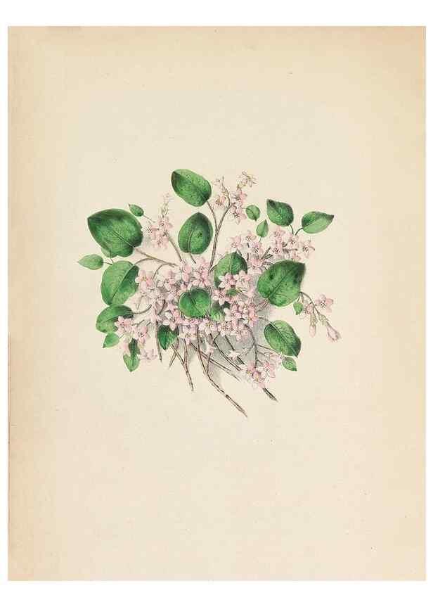 Reproducción/Reproduction 44028909150: Wild flowers drawn and colored from nature.. New York,1859.. 