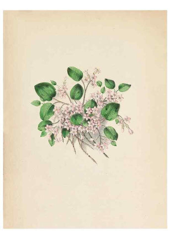 Reproducción/Reproduction 44028909150: Wild flowers drawn and colored from nature.. New York,1859.. 