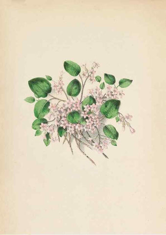 Reproducción/Reproduction 44028909150: Wild flowers drawn and colored from nature.. New York,1859.. 