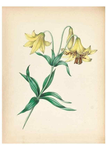 Reproducción/Reproduction 45796364022: Wild flowers drawn and colored from nature.. New York,1859.. 