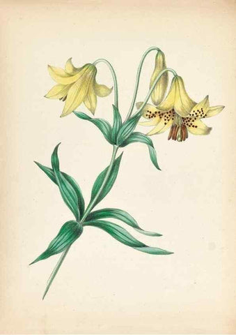 Reproducción/Reproduction 45796364022: Wild flowers drawn and colored from nature.. New York,1859.. 