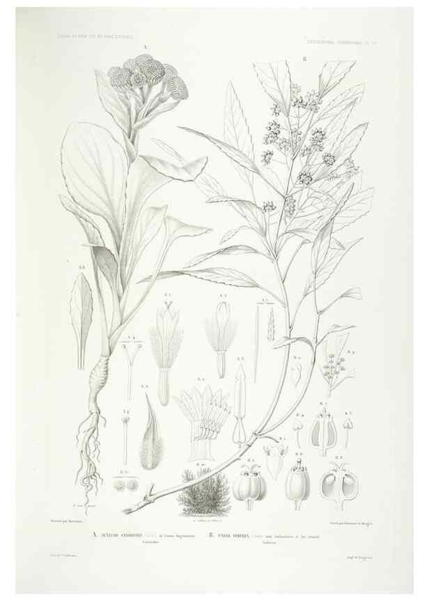 Reproducción/Reproduction 42684293550: Botanique /. Paris :Gide et Cie,1845-1853.. 
