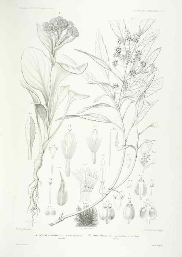 Reproducción/Reproduction 42684293550: Botanique /. Paris :Gide et Cie,1845-1853.. 