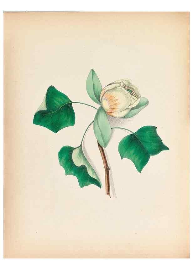 Reproducción/Reproduction 30906026017: Wild flowers drawn and colored from nature.. New York,1859.. 