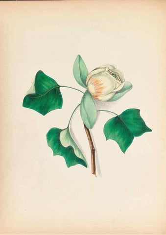 Reproducción/Reproduction 30906026017: Wild flowers drawn and colored from nature.. New York,1859.. 