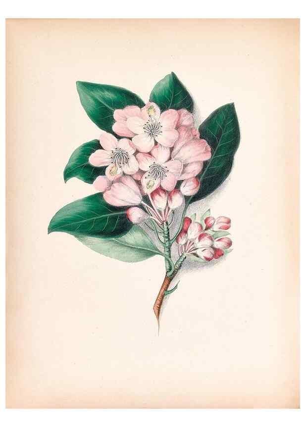 Reproducción/Reproduction 45845460941: Wild flowers drawn and colored from nature.. New York,1859.. 