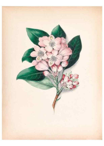Reproducción/Reproduction 45845460941: Wild flowers drawn and colored from nature.. New York,1859.. 