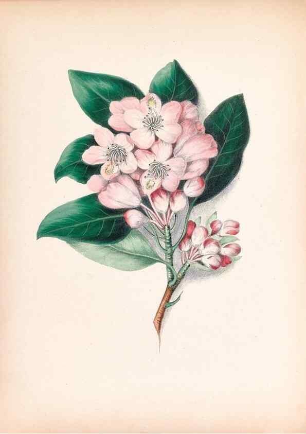Reproducción/Reproduction 45845460941: Wild flowers drawn and colored from nature.. New York,1859.. 