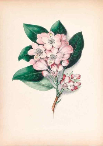 Reproducción/Reproduction 45845460941: Wild flowers drawn and colored from nature.. New York,1859.. 