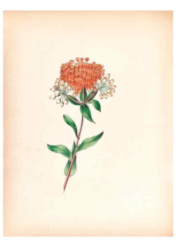 Reproducción/Reproduction 45120886464: Wild flowers drawn and colored from nature.. New York,1859.. 