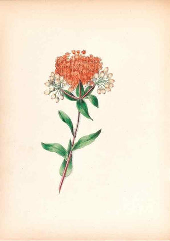 Reproducción/Reproduction 45120886464: Wild flowers drawn and colored from nature.. New York,1859.. 