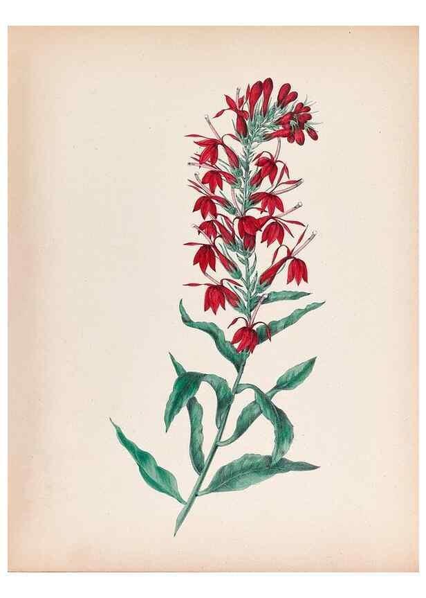 Reproducción/Reproduction 31974531568: Wild flowers drawn and colored from nature.. New York,1859.. 