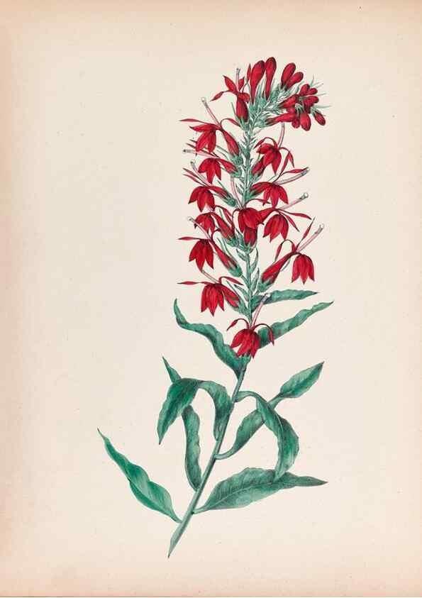 Reproducción/Reproduction 31974531568: Wild flowers drawn and colored from nature.. New York,1859.. 