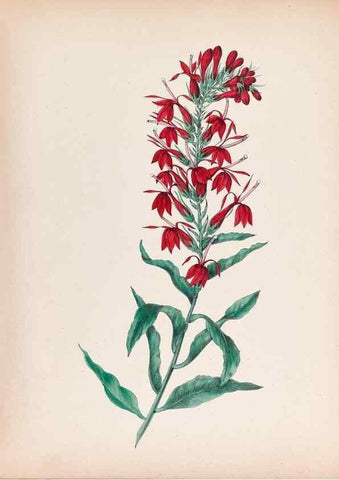 Reproducción/Reproduction 31974531568: Wild flowers drawn and colored from nature.. New York,1859.. 