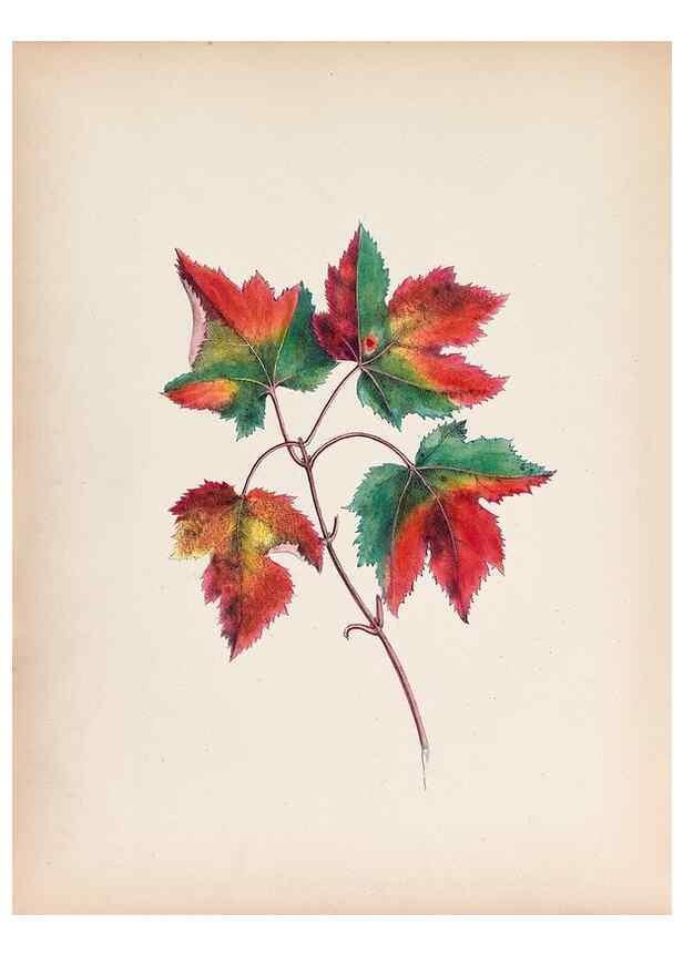 Reproducción/Reproduction 45845465941: Wild flowers drawn and colored from nature.. New York,1859.. 