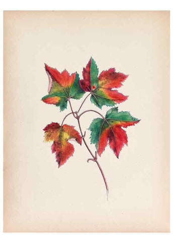 Reproducción/Reproduction 45845465941: Wild flowers drawn and colored from nature.. New York,1859.. 