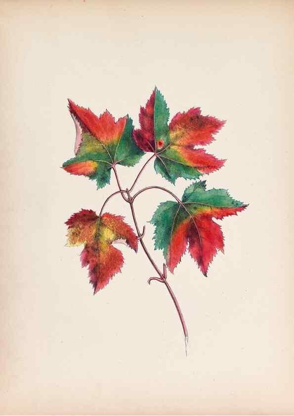 Reproducción/Reproduction 45845465941: Wild flowers drawn and colored from nature.. New York,1859.. 