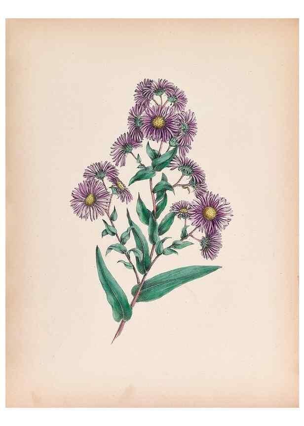 Reproducción/Reproduction 45845467181: Wild flowers drawn and colored from nature.. New York,1859.. 