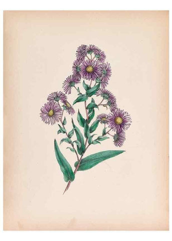 Reproducción/Reproduction 45845467181: Wild flowers drawn and colored from nature.. New York,1859.. 