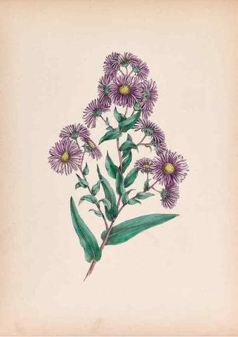 Reproducción/Reproduction 45845467181: Wild flowers drawn and colored from nature.. New York,1859.. 