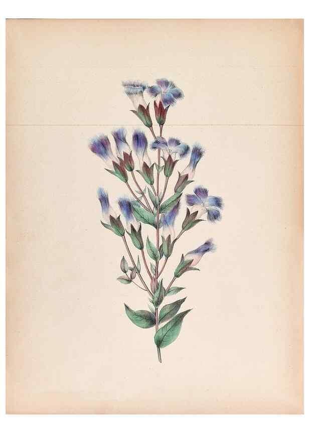 Reproducción/Reproduction 45845468571: Wild flowers drawn and colored from nature.. New York,1859.. 
