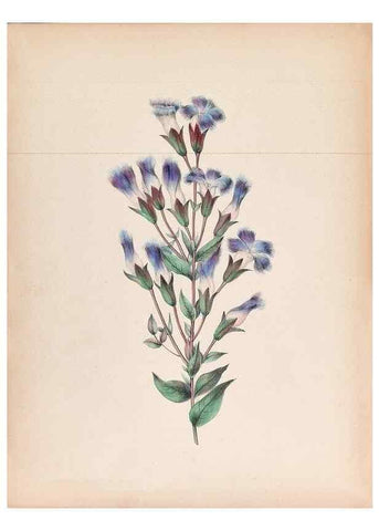 Reproducción/Reproduction 45845468571: Wild flowers drawn and colored from nature.. New York,1859.. 
