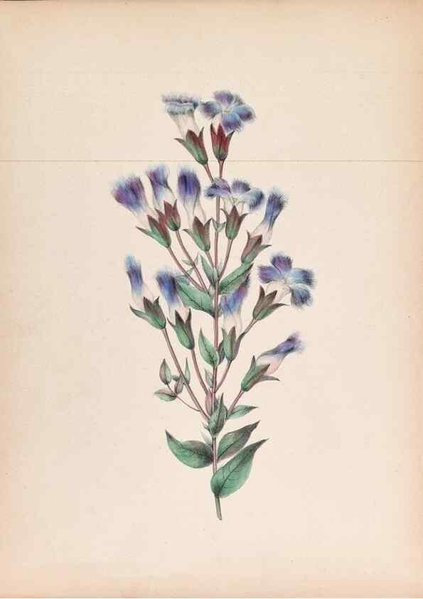 Reproducción/Reproduction 45845468571: Wild flowers drawn and colored from nature.. New York,1859.. 