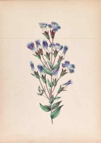Reproducción/Reproduction 45845468571: Wild flowers drawn and colored from nature.. New York,1859.. 