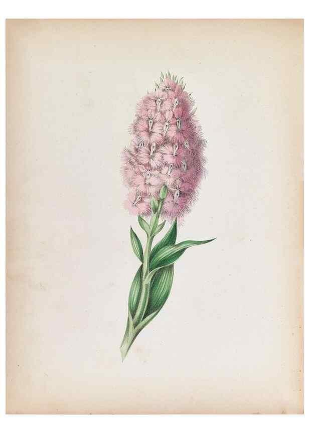Reproducción/Reproduction 44028925580: Wild flowers drawn and colored from nature.. New York,1859.. 