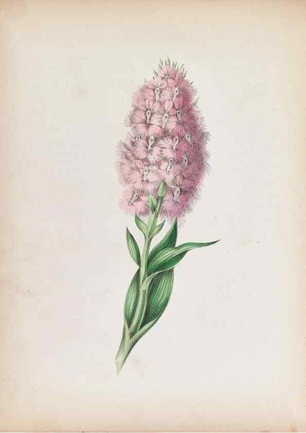 Reproducción/Reproduction 44028925580: Wild flowers drawn and colored from nature.. New York,1859.. 