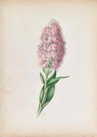 Reproducción/Reproduction 44028925580: Wild flowers drawn and colored from nature.. New York,1859.. 