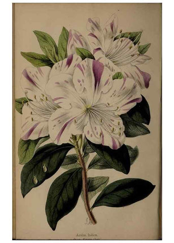Reproducción/Reproduction 31662378417: The florist, fruitist, and garden miscellany.. London :Chapman and Hall,1852-. 