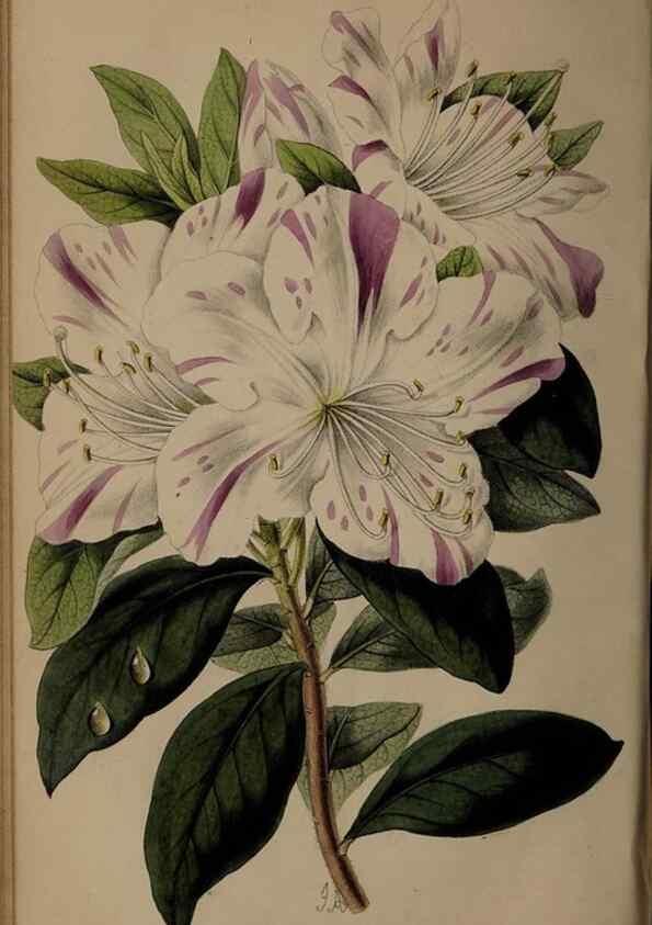 Reproducción/Reproduction 31662378417: The florist, fruitist, and garden miscellany.. London :Chapman and Hall,1852-. 