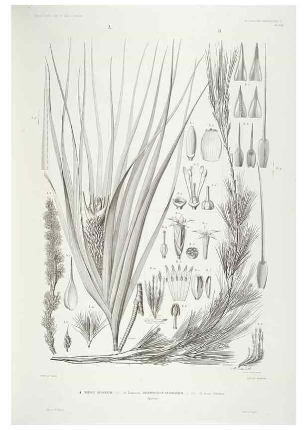 Reproducción/Reproduction 29556148167: Botanique /. Paris :Gide et Cie,1845-1853.. 