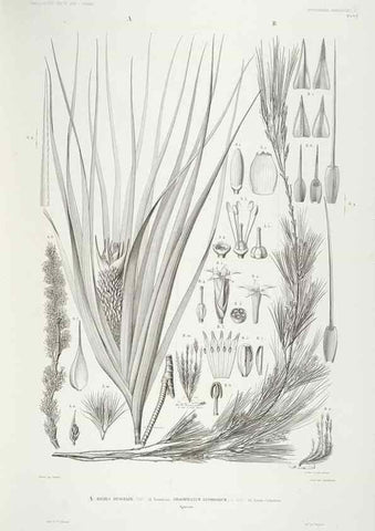 Reproducción/Reproduction 29556148167: Botanique /. Paris :Gide et Cie,1845-1853.. 