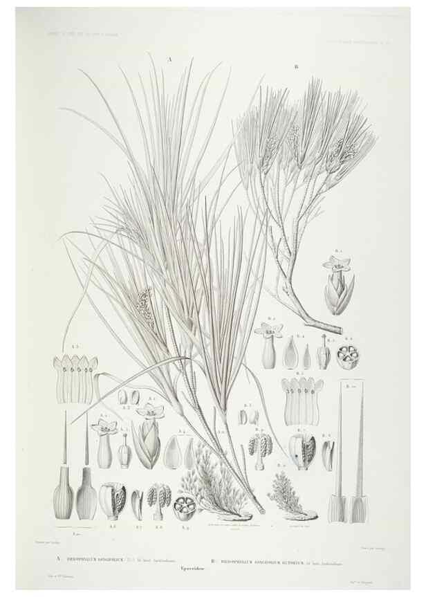 Reproducción/Reproduction 43584058485: Botanique /. Paris :Gide et Cie,1845-1853.. 