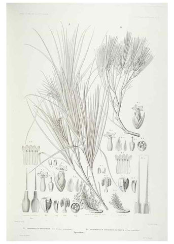 Reproducción/Reproduction 43584058485: Botanique /. Paris :Gide et Cie,1845-1853.. 