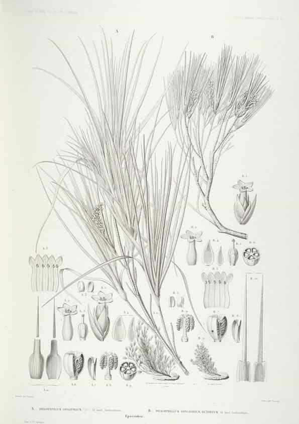 Reproducción/Reproduction 43584058485: Botanique /. Paris :Gide et Cie,1845-1853.. 