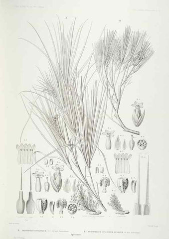 Reproducción/Reproduction 43584058485: Botanique /. Paris :Gide et Cie,1845-1853.. 