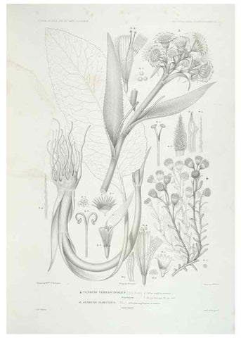 Reproducción/Reproduction 44493418791: Botanique /. Paris :Gide et Cie,1845-1853.. 